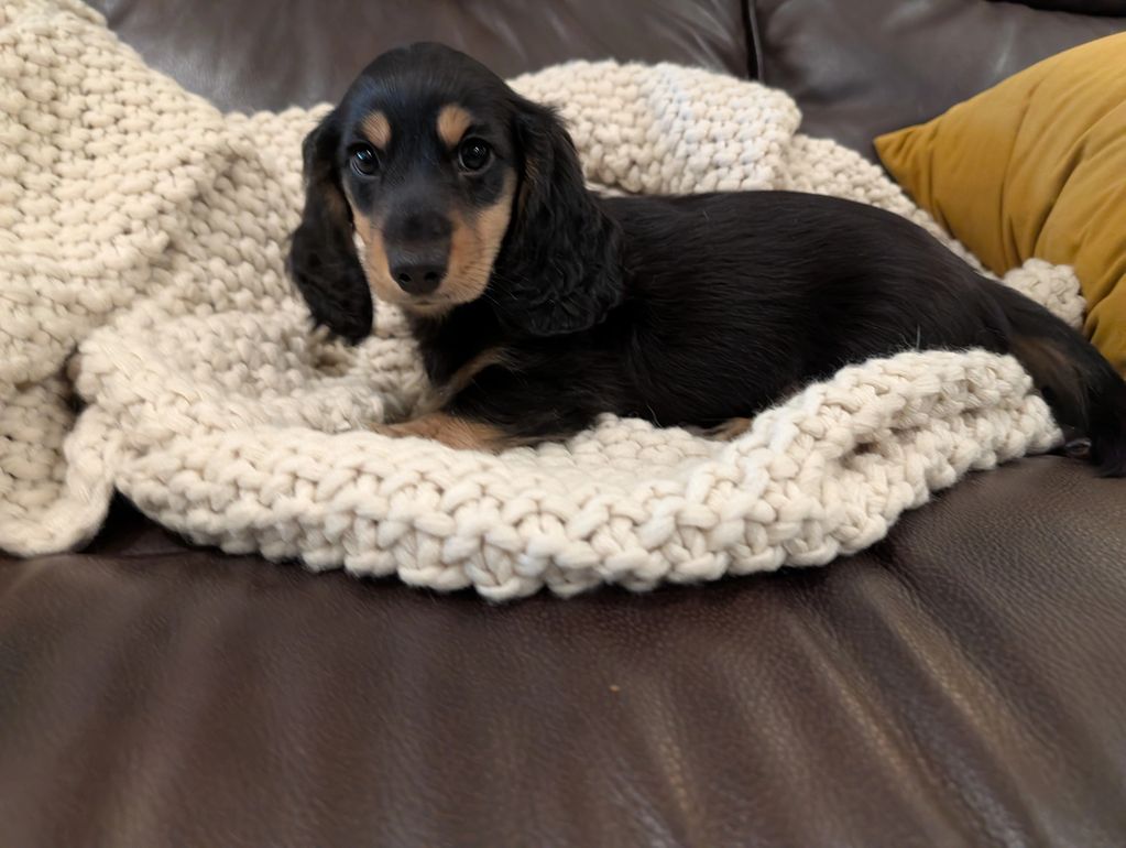 Black and tan puppy lying on a knitted blanket.