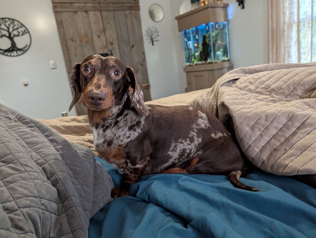 Spotted dachshund sitting on a bed.