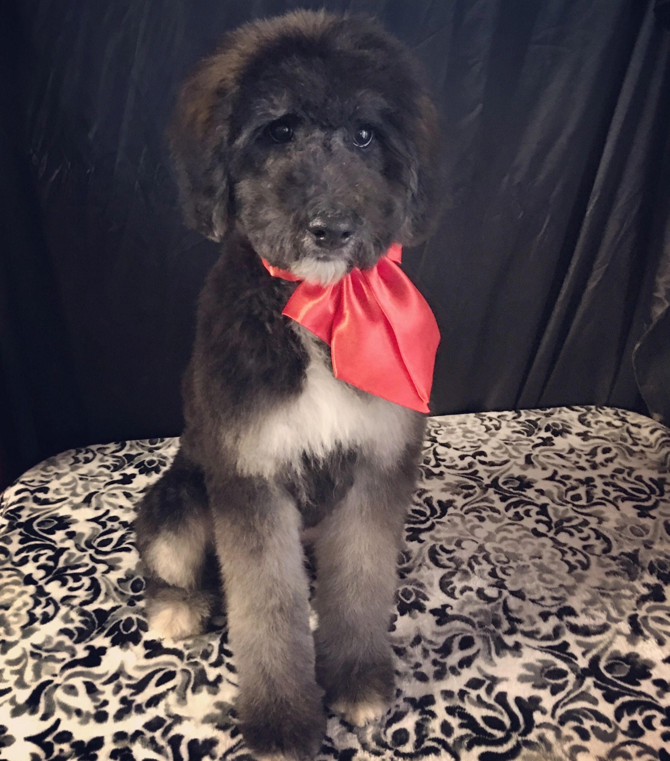 Shannon's Shamrock Kennels Shepadoodle, Labradoodle, Doxiepoo