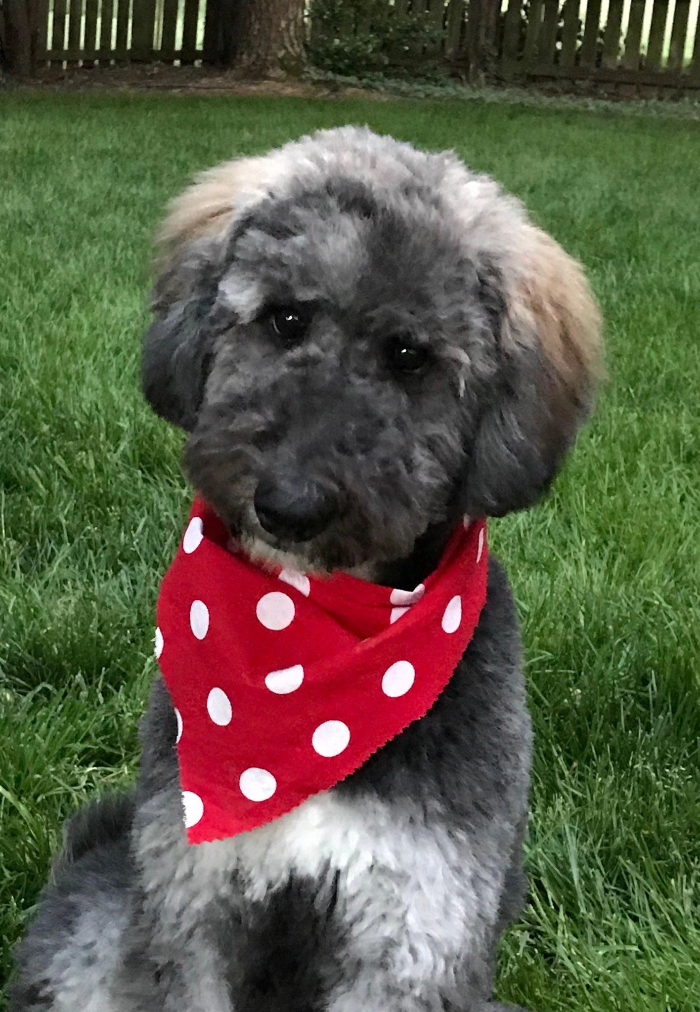 Doxiepoo Puppies for Sale Shannon's Shamrock Kennels Shannon's