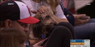 doxiepoo