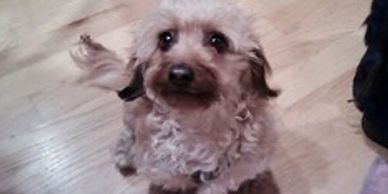 doxiepoo