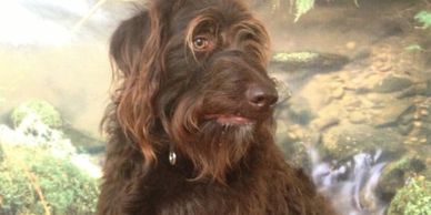 labradoodle