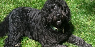 labradoodle