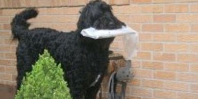 labradoodle