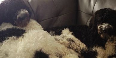 Labradoodle