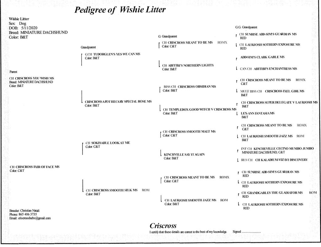 Pedigree chart of Wishie Litter, a Miniature Dachshund dog.