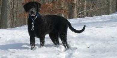 shepadoodle
