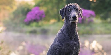 shepadoodle