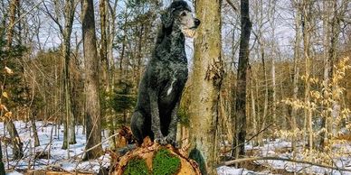 shepadoodle