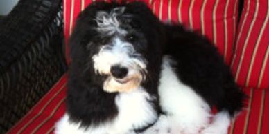shepadoodle