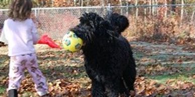 shepadoodle