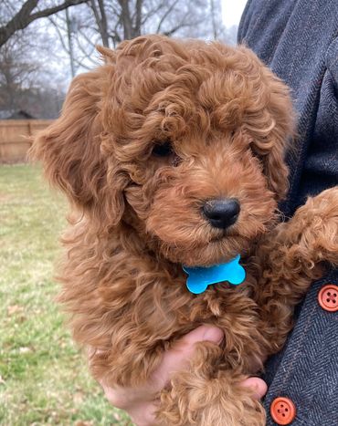 Cavapoo puppies