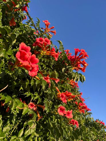 Bright red trumpet flowers blooming against a clear blue sky.