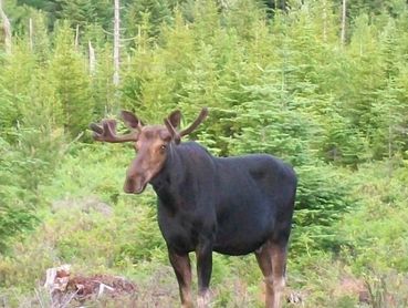 Shamanic Retreat In Maine with Tami Rogers