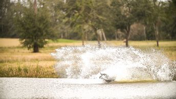 Water dog, gun dog training