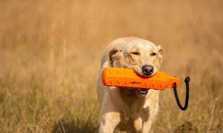Kevin Cheff Retriever Training, The Retriever Coach, Labrador Retriever