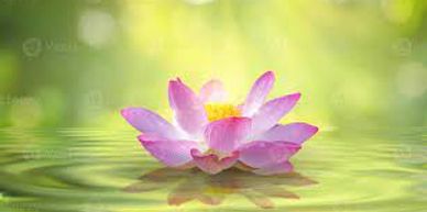 Pink open lotus, green background