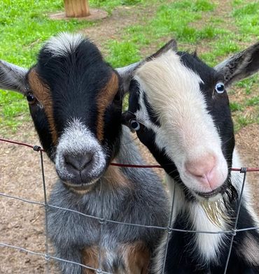 Two curious goats peek over a wire fence in a green pasture.