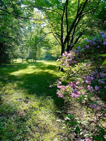 Sunlit forest clearing with blooming purple flowers and vibrant green trees.