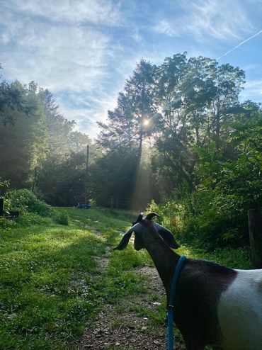 Goat looking at sun rays through trees on a lush green path.