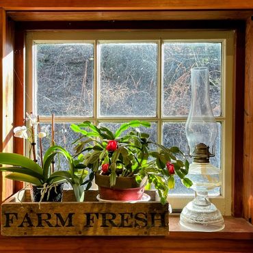 Sunlit window sill with potted plants and an antique oil lamp.