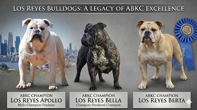Three award-winning ABKC champion bulldogs with city skyline backdrop.