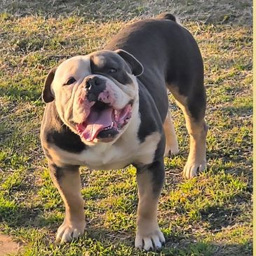 Los Reyes Paquito out of Los Reyes Apolo's Ghost x Los Reyes Kara