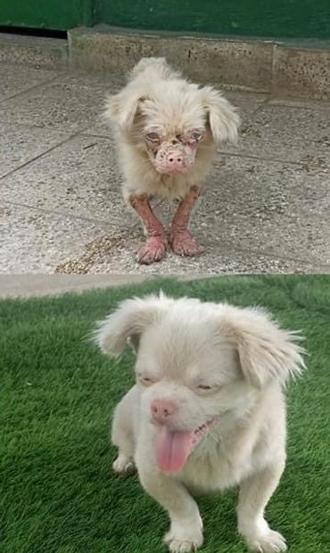 Micky was found abandoned and almost blind. He is a character and is super playful. Needs a Home