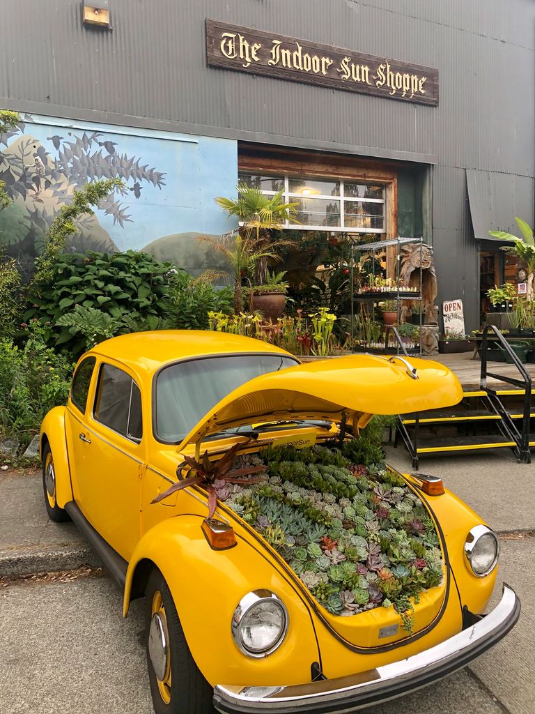 The store front, a deck of carnivorous plants, & a Volkswagen beetle with succulents in the hood.