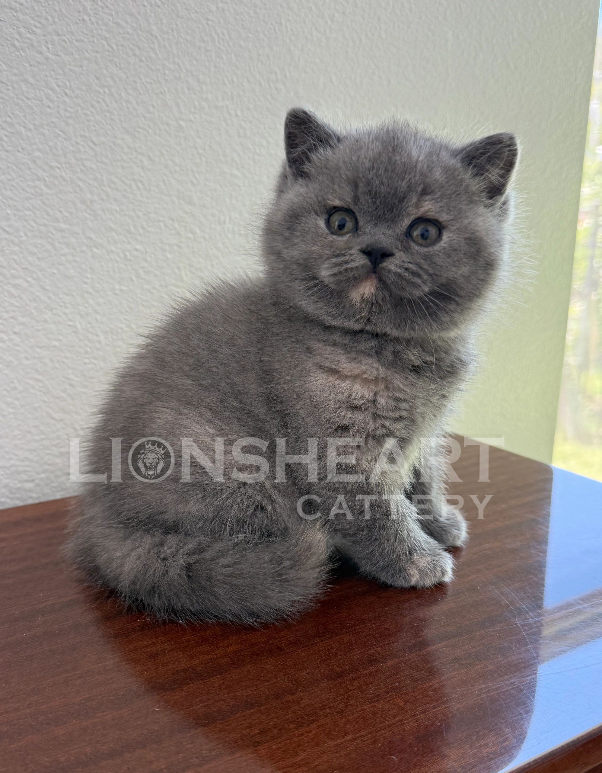 ❤️Lionsheart Amaya
British Shorthair Female Blue Tortie
BRI A
DOB: 04/11/2026