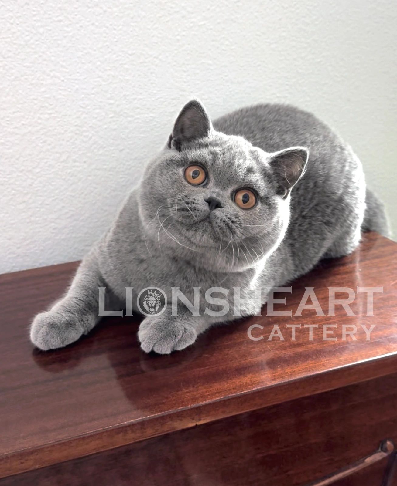 british shorthair breeders in California,
british shorthair breeders in Los Angeles TICA breeders C