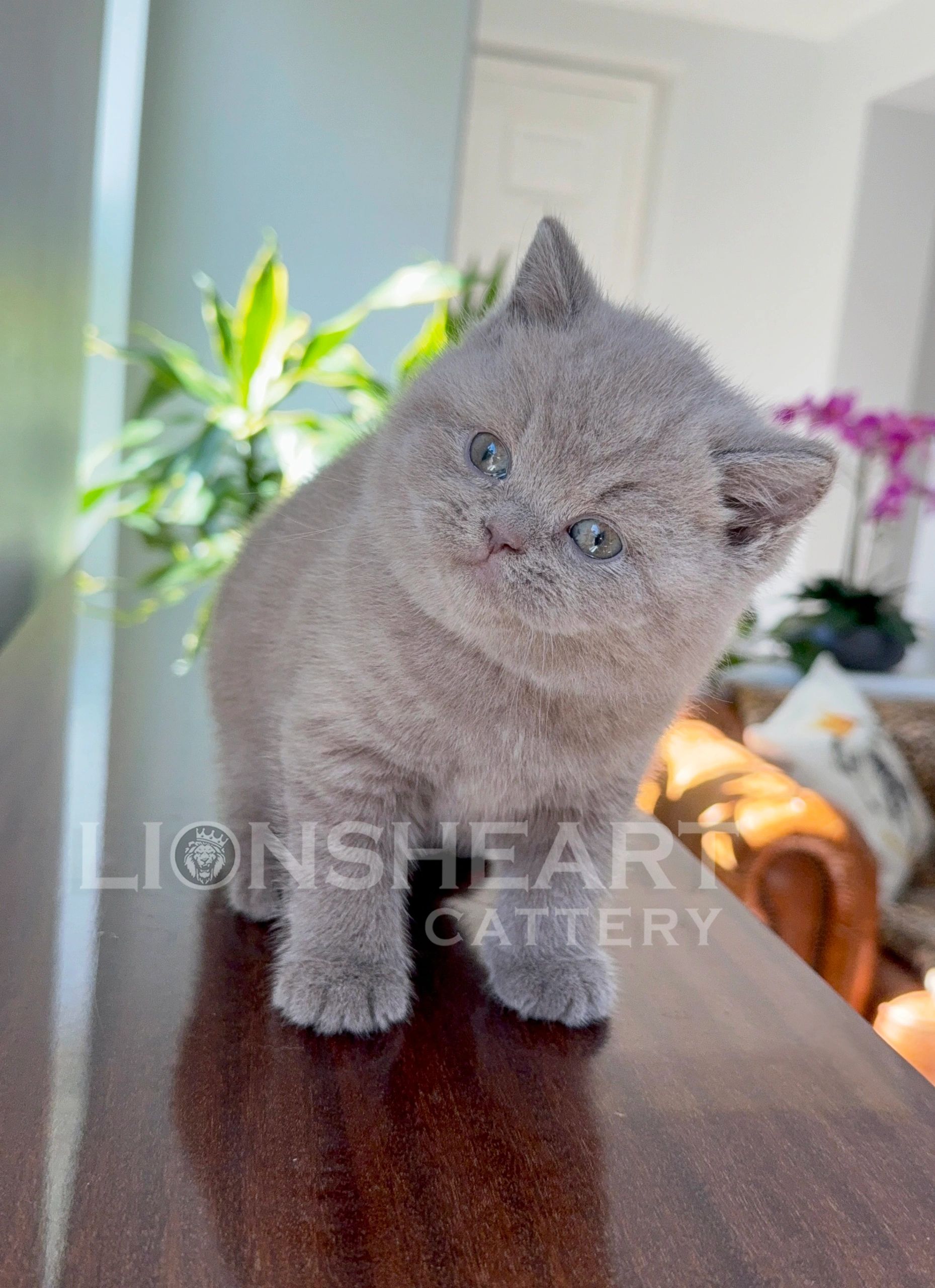 ❤️Lionsheart Birkin
British Shorthair Male Lilac BRI C
DOB: 04/09/2026