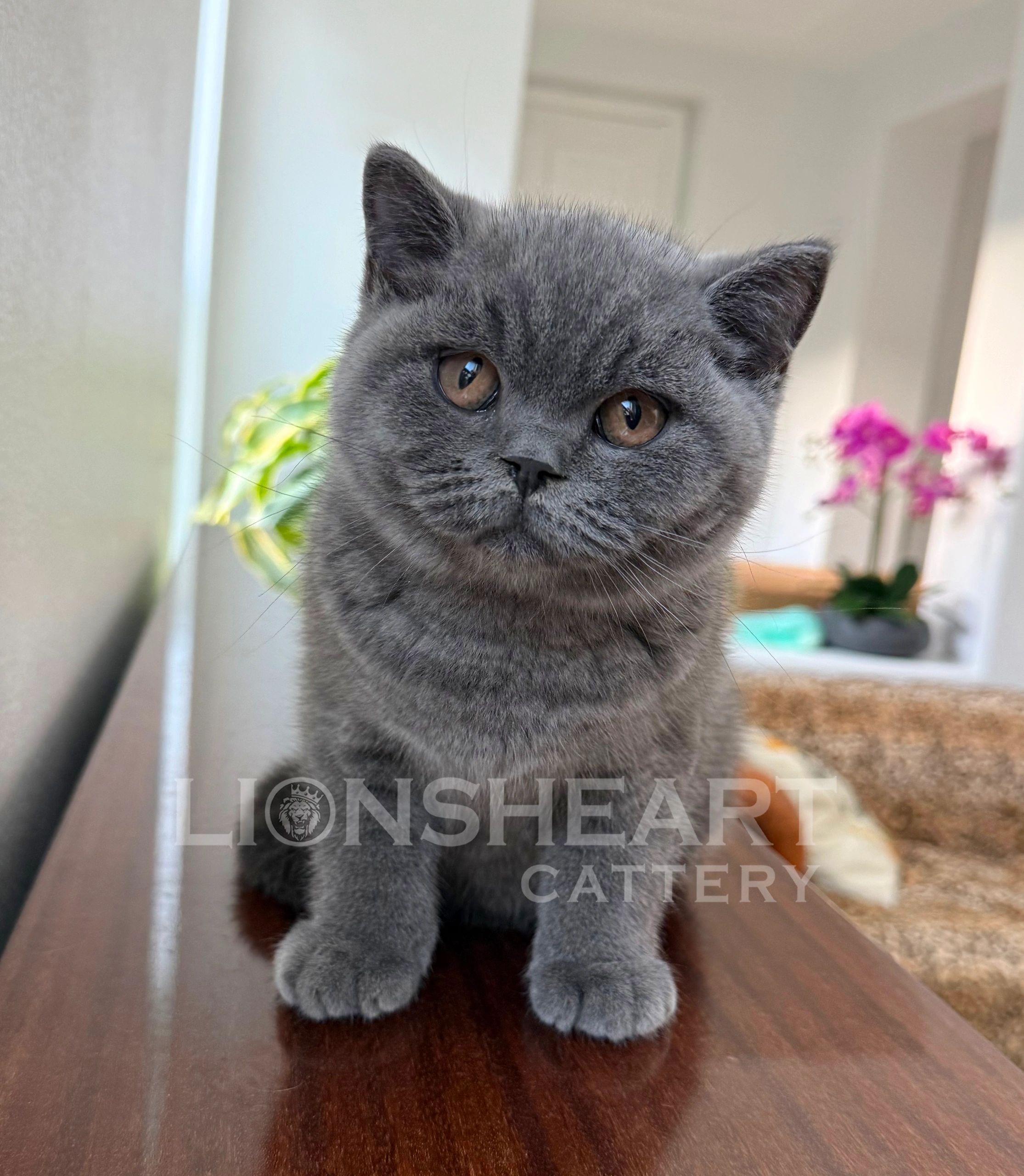 ❤️Lionsheart DarcyJR
British Shorthair Male Blue
BRI A
DOB: 05/25/2026