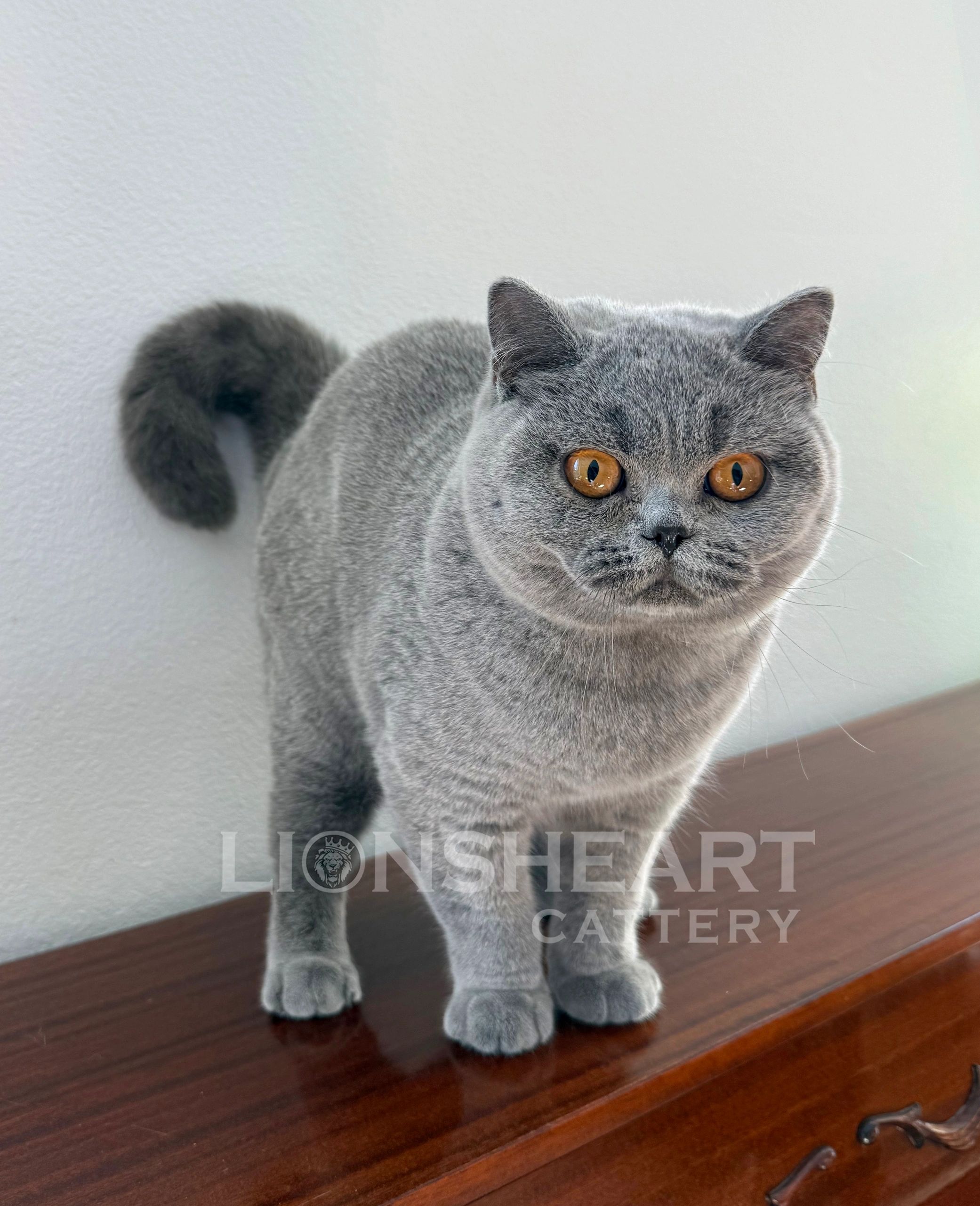 ❤️Lionsheart Drifa
British Shorthair Female Blue BRI A
DOB: 10/25/2025