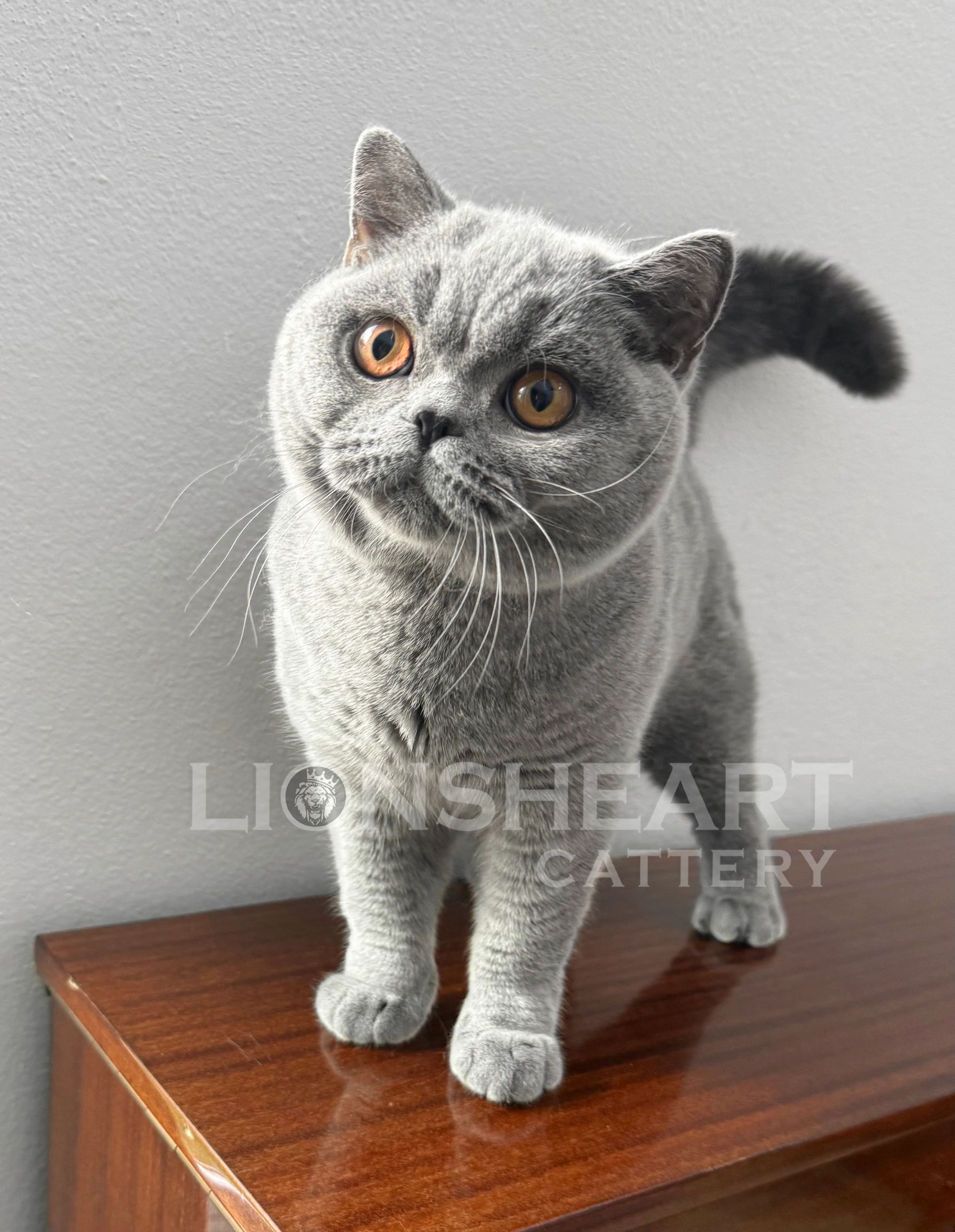 ❤️Lionsheart George
British Shorthair Male Blue BRI A
DOB: 09/05/2025