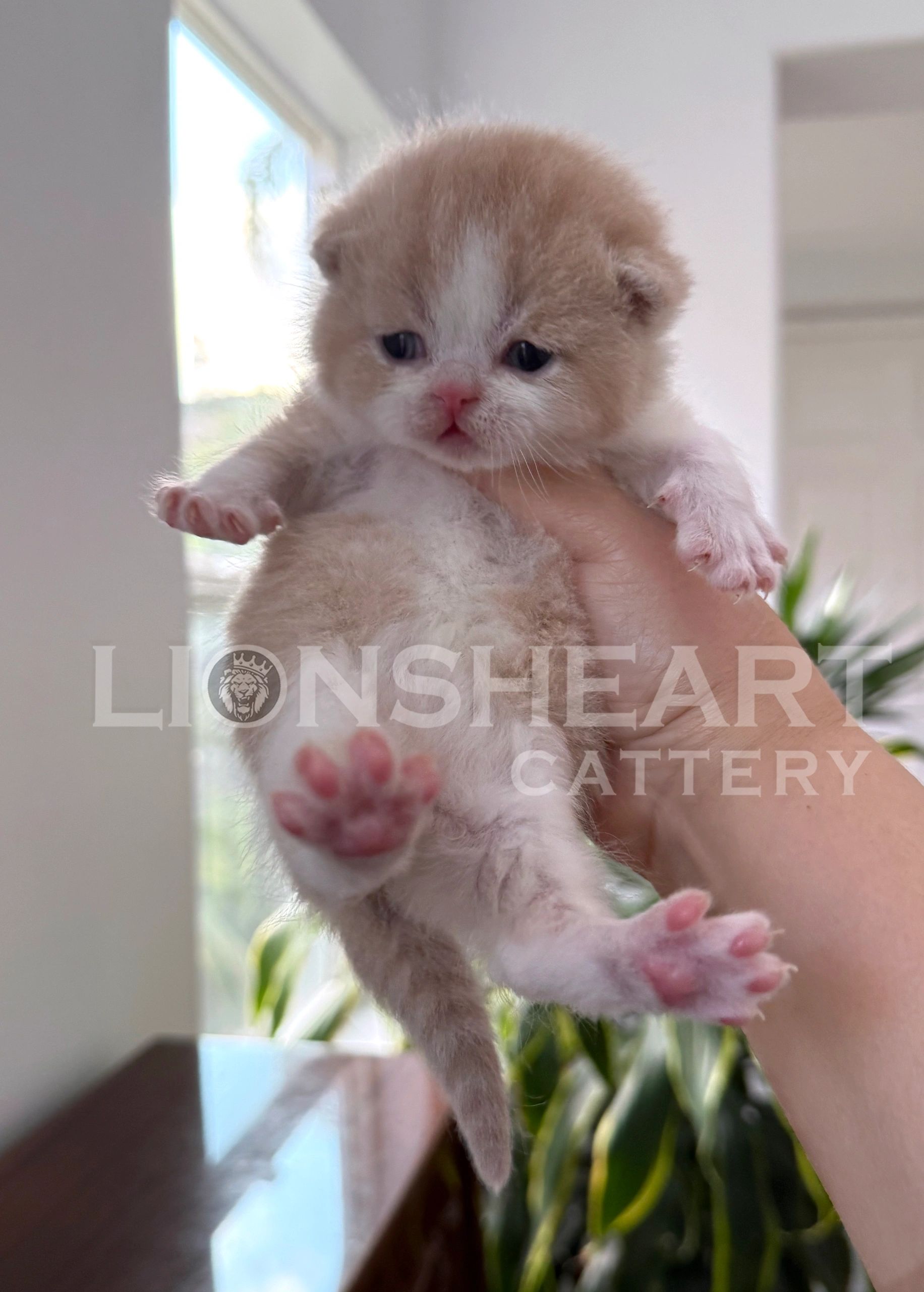 ❤️Lionsheart Aston
British Shorthair Male Cream Bicolor
BRI E 03
DOB: 04/19/2026