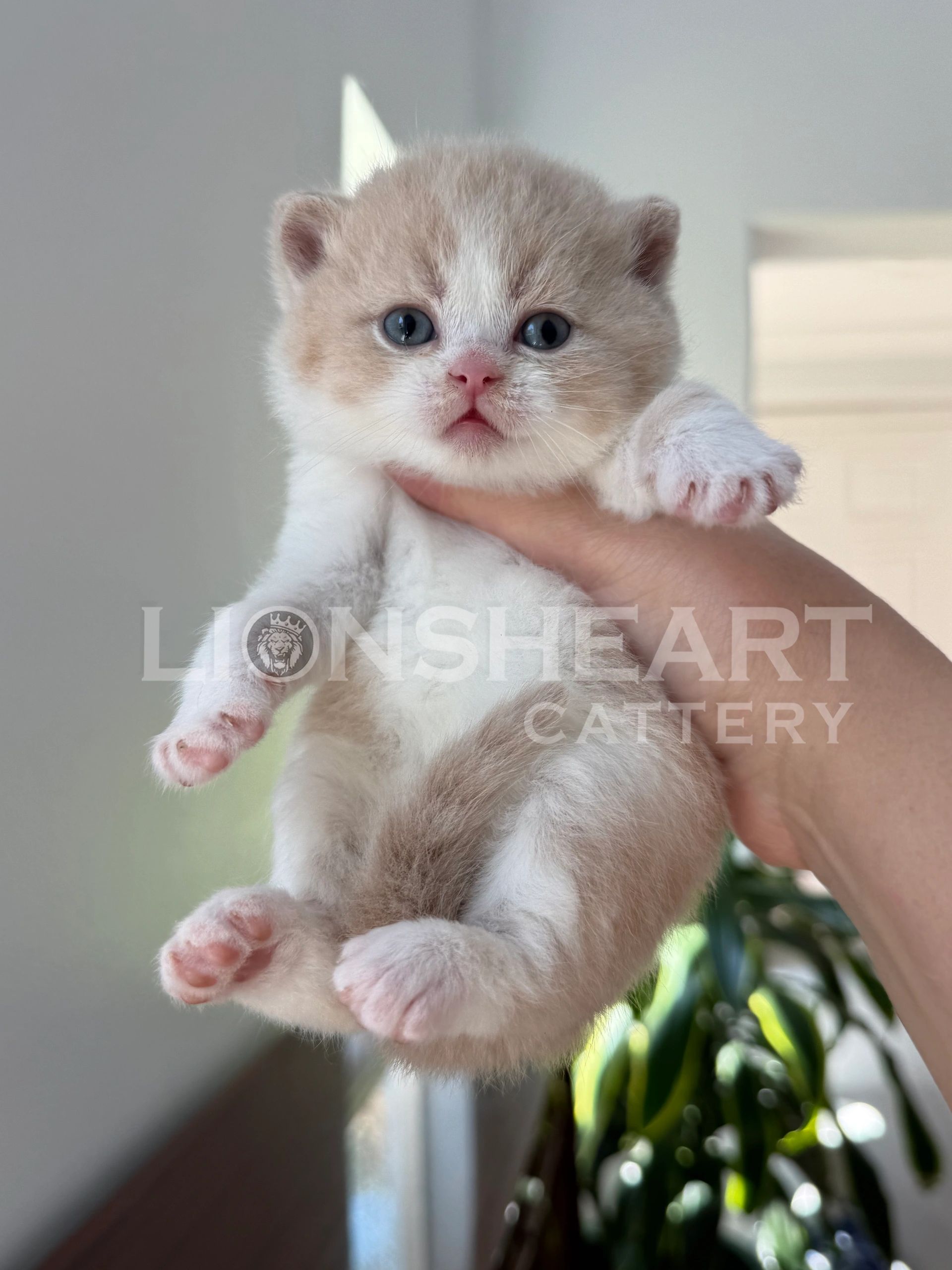 breeders in California, TICA breeders, British SHorthair
