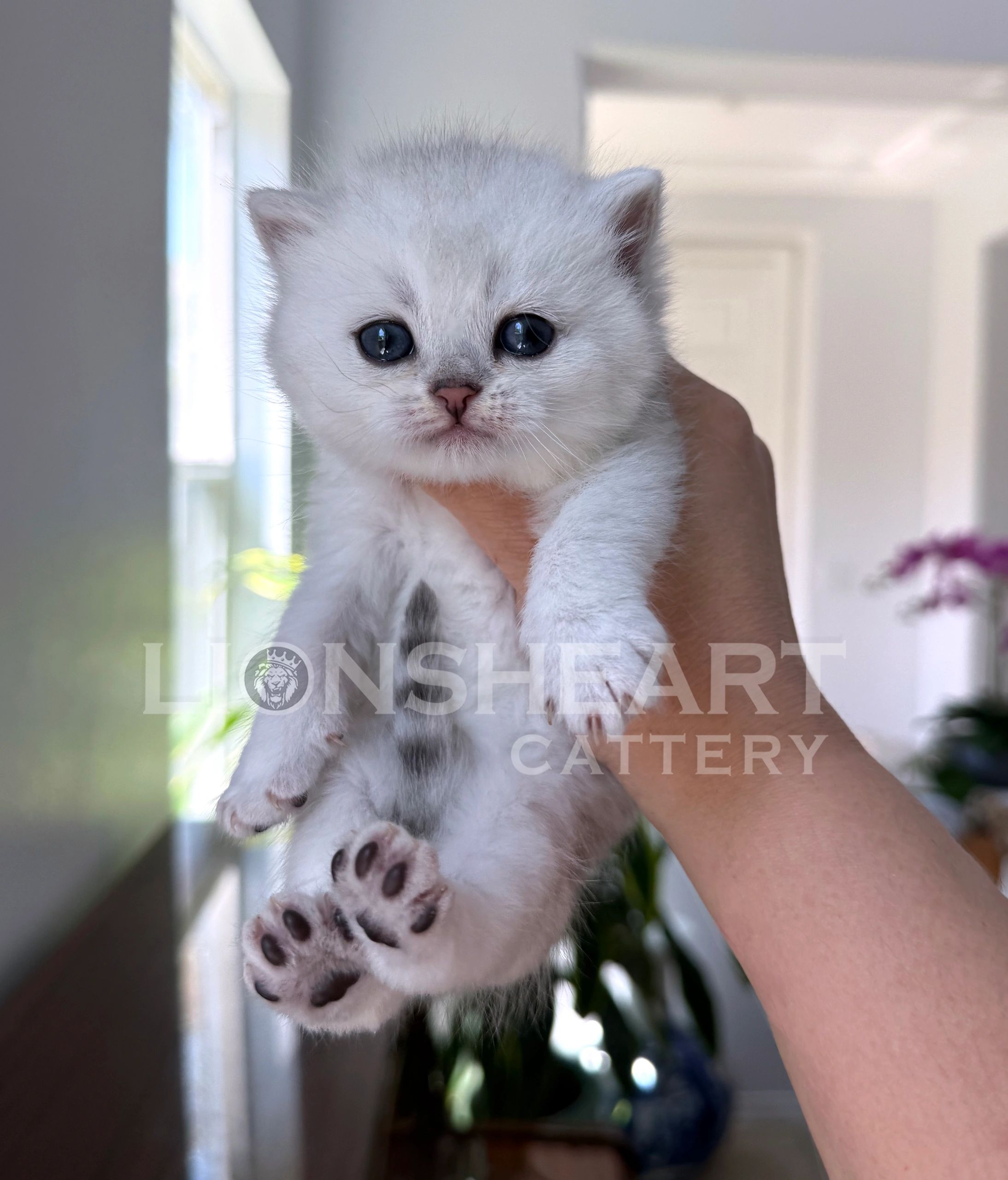 ❤️Lionsheart Marchesa
British Shorthair Female Silver Chinchilla
BRI NS 12
DOB: 04/21/2026