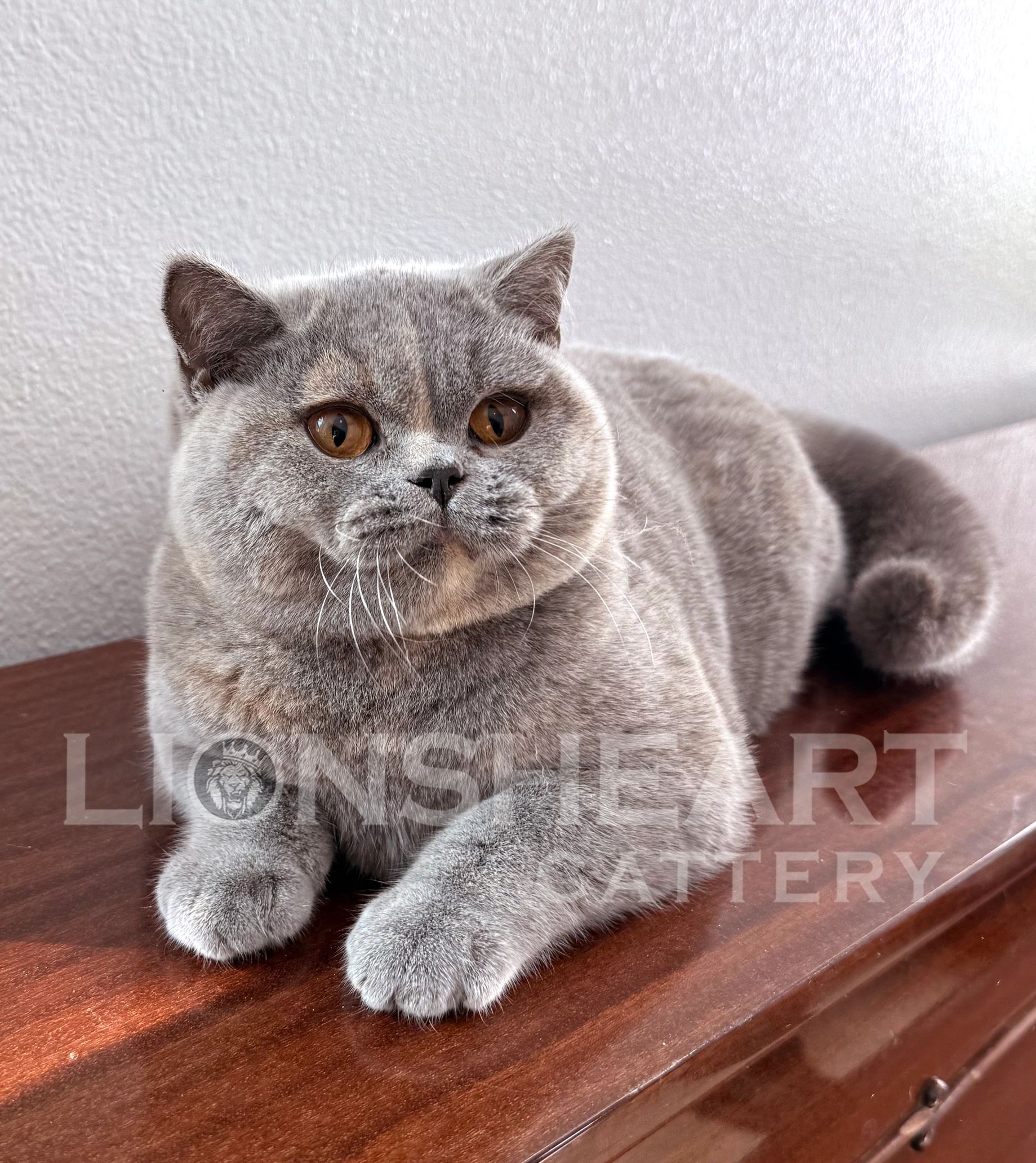 ❤️Lionsheart Matilda
British Shorthair Female
Blue Amber Tortie BRI A 12
DOB: 07/24/2025