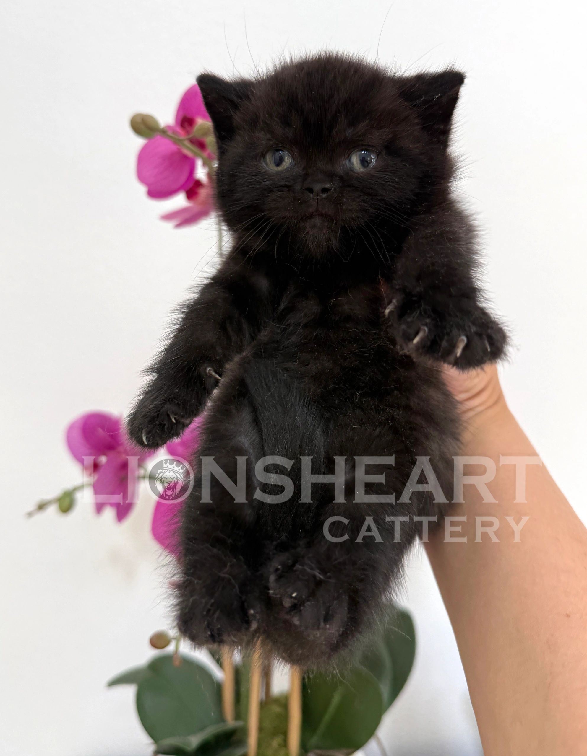 ❤️Lionsheart Onyx
British Shorthair Male Black kitten
TICA Breeder, California breeder, british shor