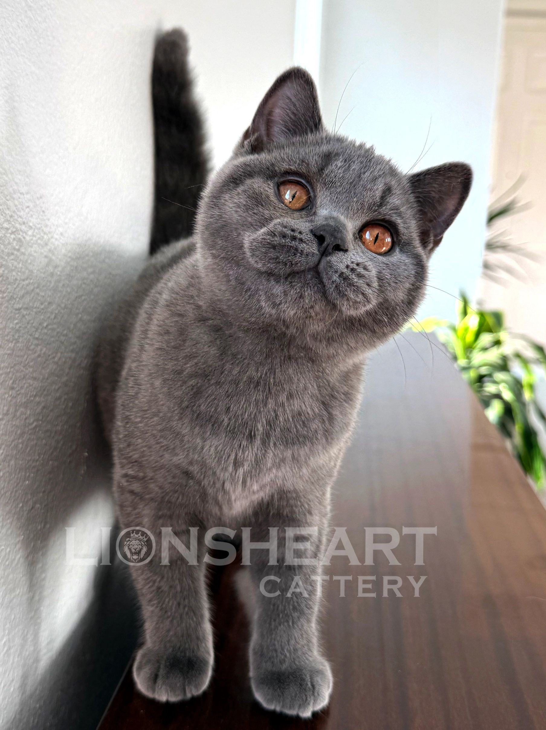 British Shorthair kittens for sale California
CFA kittens available in California.
TICA Cats