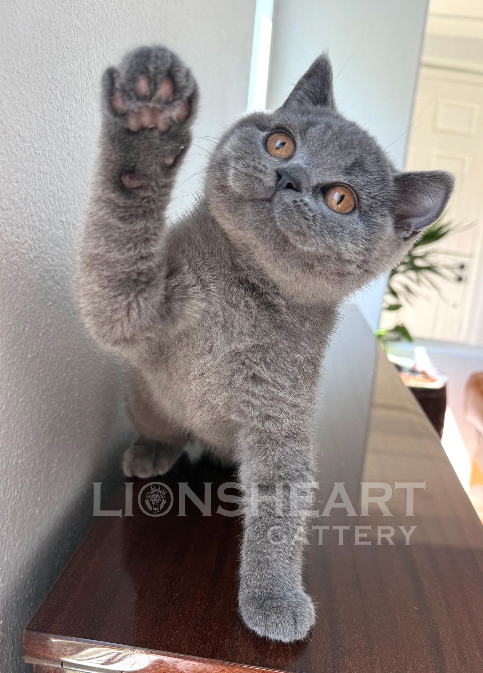 British Shorthair kittens for sale California
CFA kittens available in California.
TICA Cats