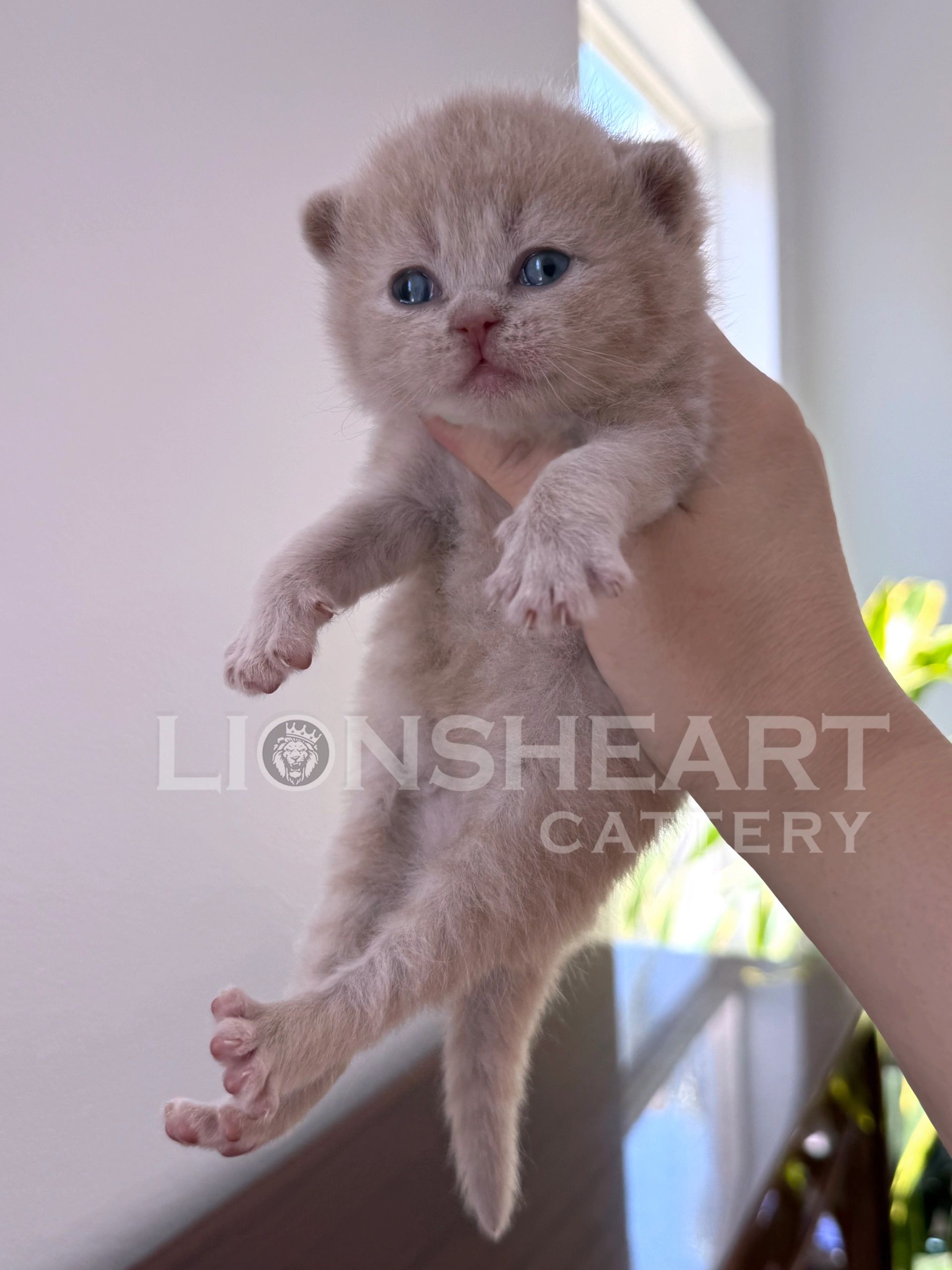 ❤️Lionsheart Sophia
British Shorthair Female Cream
BRI E
DOB: 04/19/2026