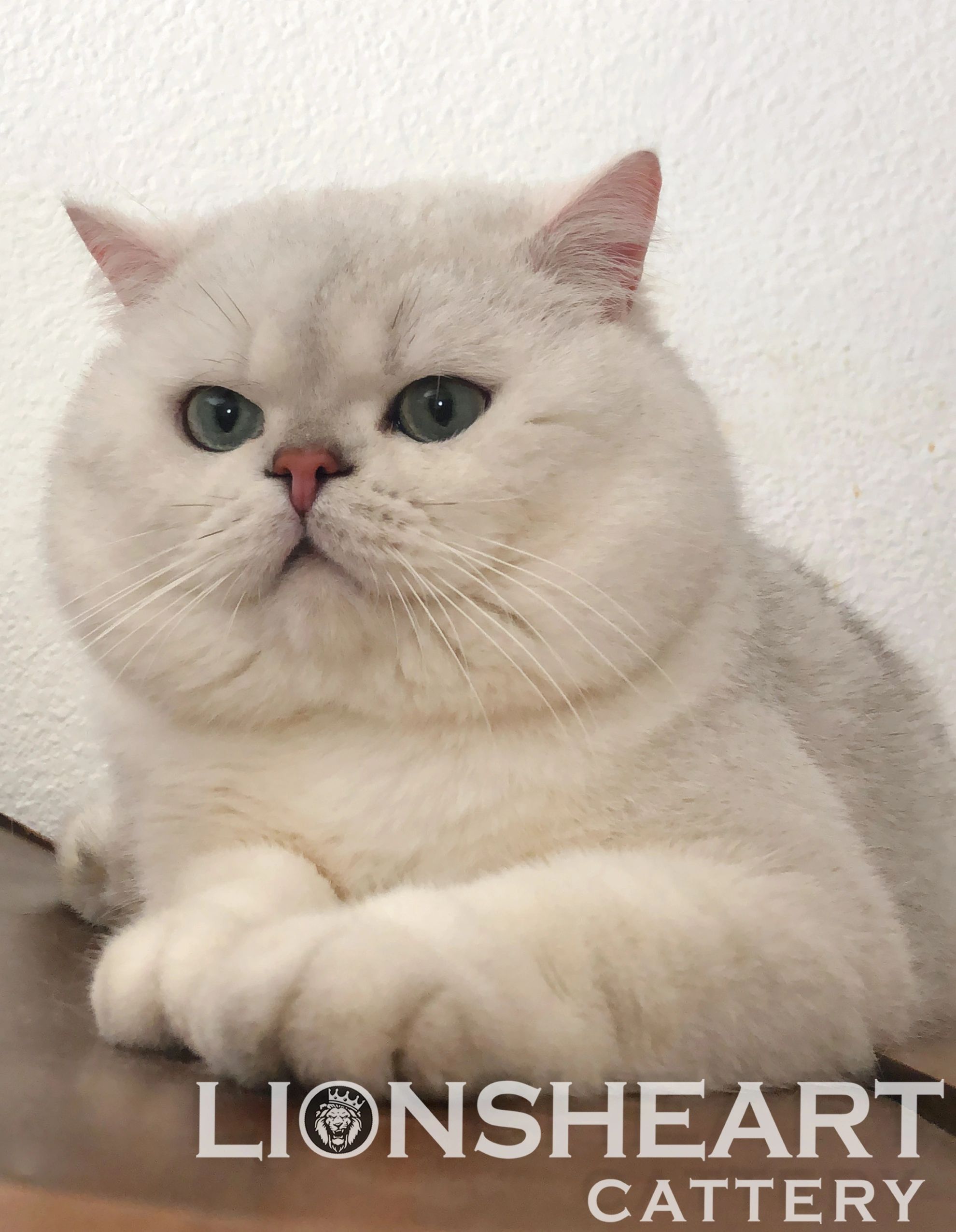 British Shorthair silver tipped Cat.