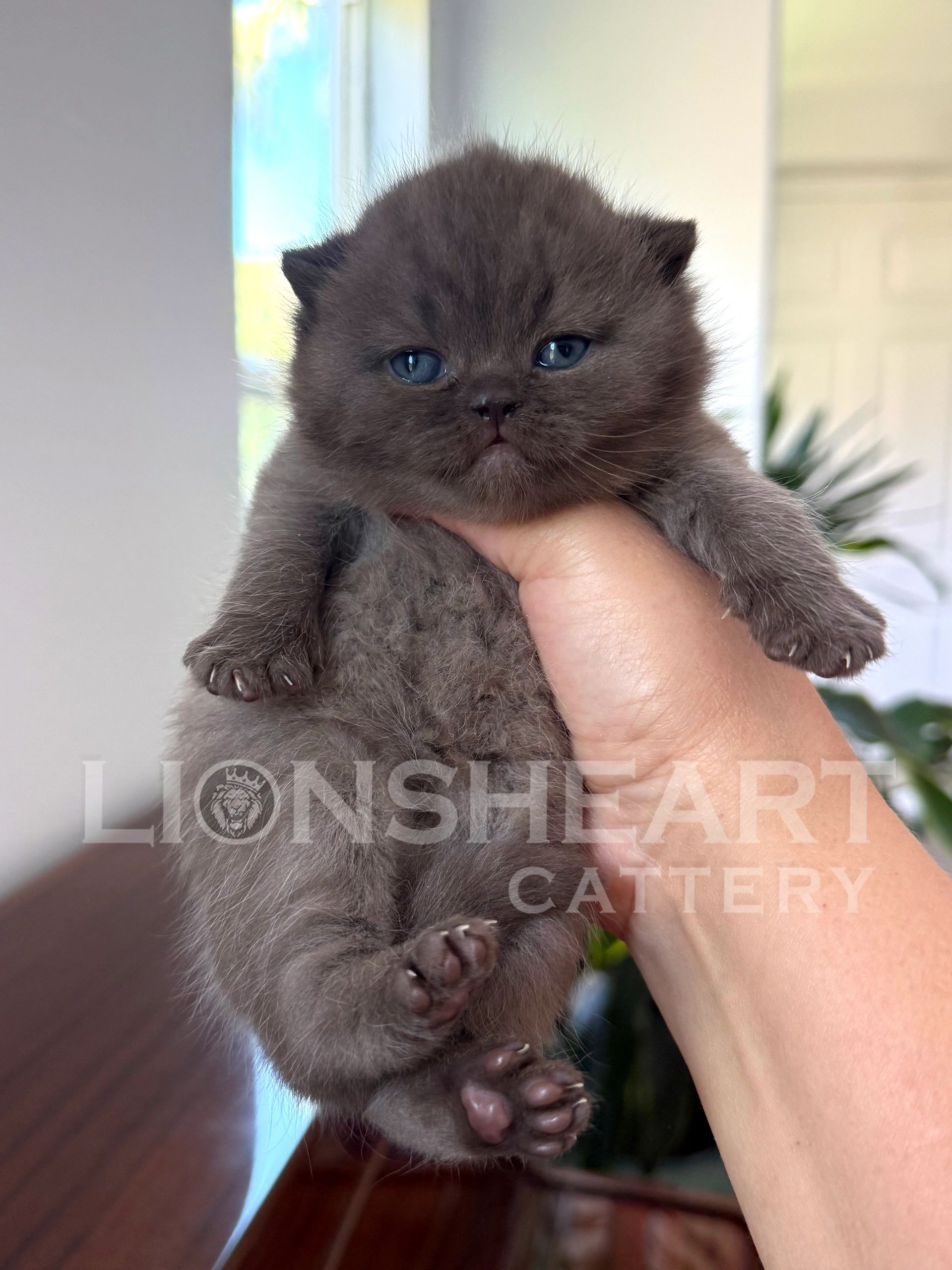 ❤️Lionsheart Victoria
For Resservation Only
British Shorthair Female Chocolate BRI B
DOB: 04/09/202