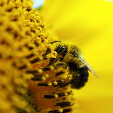 Close up of a bee on a yellow flower