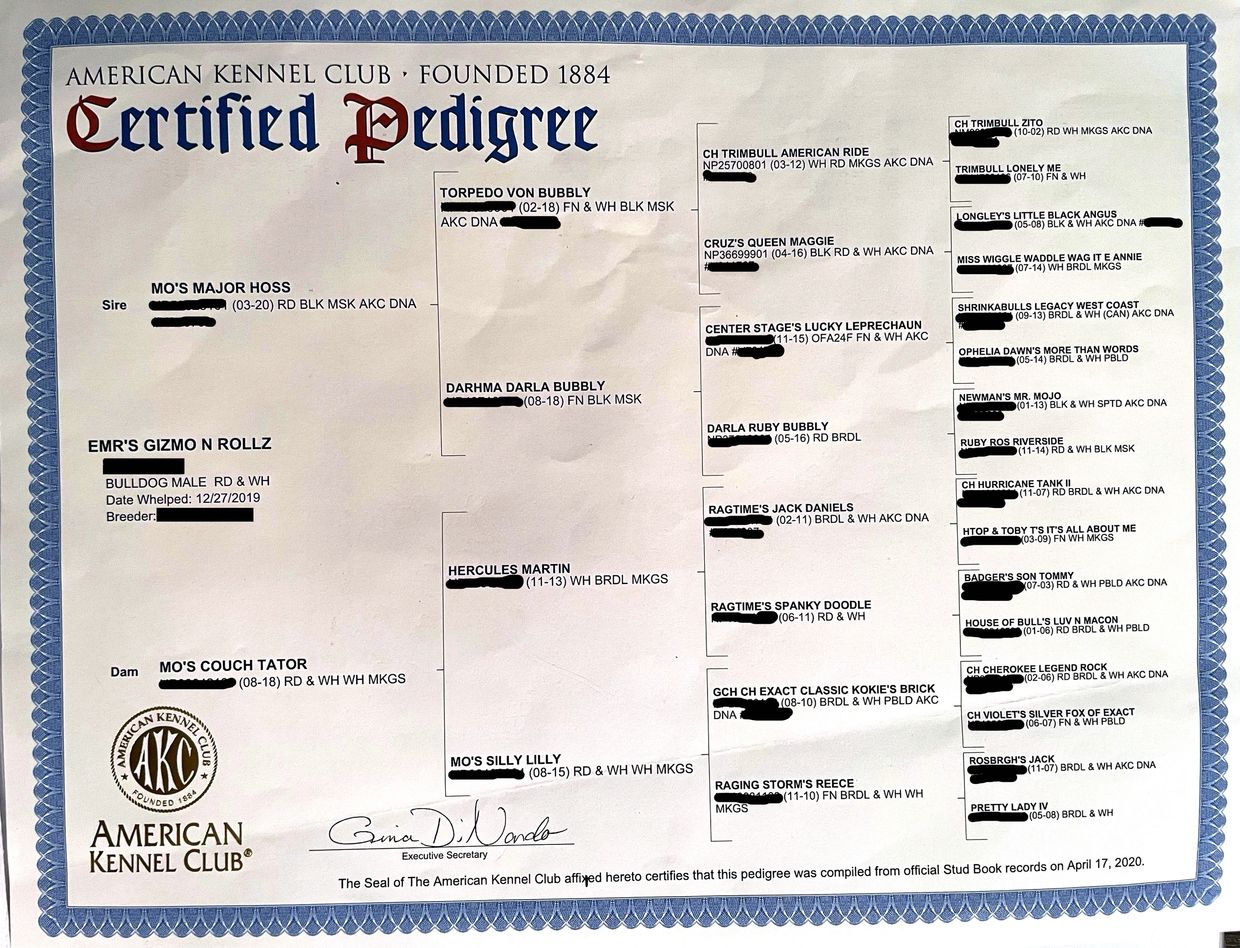 Gizmo's Pedigree