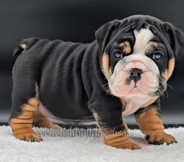 Cute English Bulldog puppy with black, white, and tan fur standing on a white surface.