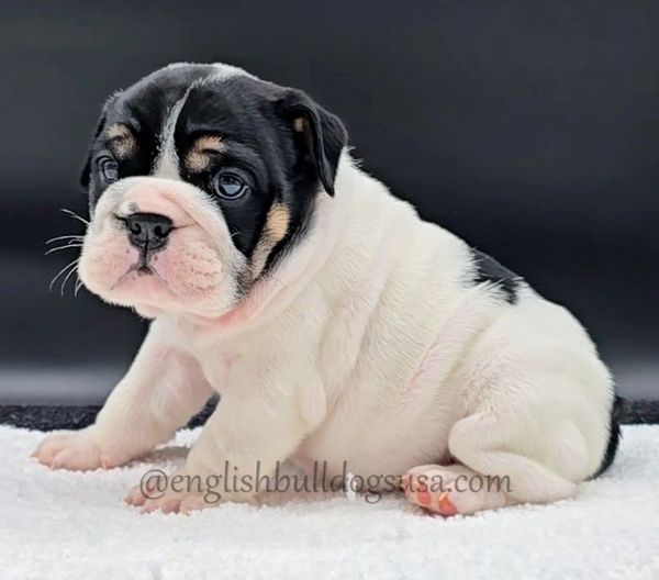 Adorable black and white English Bulldog puppy sitting on a soft white surface.